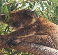 Mikkira Station - C Tourism