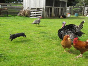 Echo Farm - C Tourism 0