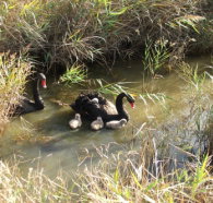 Tamar Island Wetlands Reserve and Interpretation Centre - C Tourism