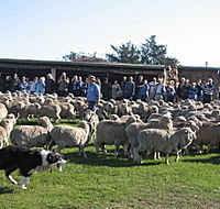 Curringa Farm - Accommodation and Farm Tours - C Tourism