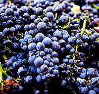 Laurel Bank Vineyard - C Tourism