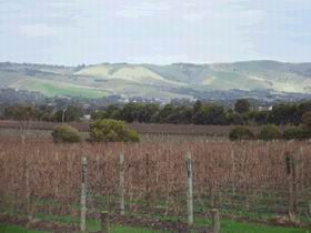 Mclaren Vale Premium Wines - C Tourism 0