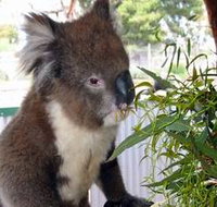 Glen-Forest Tourist Park - C Tourism