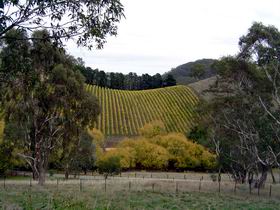 Mt Bera Vineyards - C Tourism 0