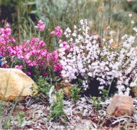 Stokes Bay Bush Garden - C Tourism