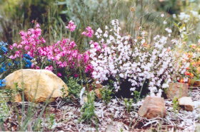 Stokes Bay Bush Garden - C Tourism 0