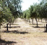 Talinga Grove Olive Oils - C Tourism