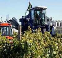 Ballast Stone Estate Wines Pty Ltd - C Tourism