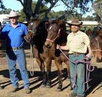 Coffin Bay Brumby Preservation Society Incorporated - C Tourism