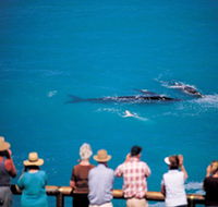 Whale Watching At Head Of Bight - C Tourism