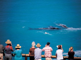 Whale Watching At Head Of Bight - C Tourism 0