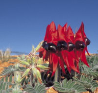 Alan Mclellan Lookout - C Tourism