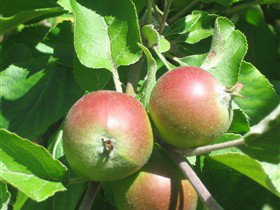 Sage Cooking School - C Tourism 0