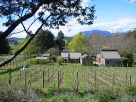 Wilmot Hills Vineyard - C Tourism 0