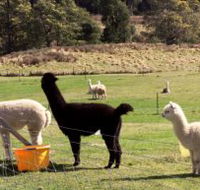Maydena Country Cabins Accommodation  Alpaca Stud - C Tourism