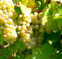 Winstead Vineyard - C Tourism