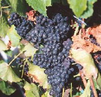 Darlington Vineyard - C Tourism