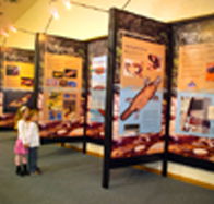 Platypus Experience - C Tourism