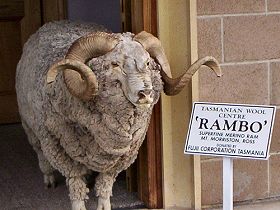 Tasmanian Wool Centre - C Tourism 0