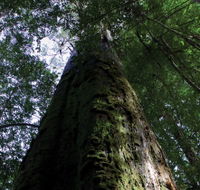 Styx Big Tree Reserve - C Tourism