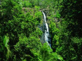 Kondalilla National Park - C Tourism 0