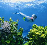 The Whale Dive Site - C Tourism