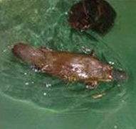 Platypus House - C Tourism