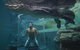 Crocosaurus Cove - thumb 0