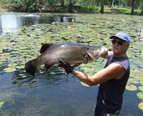 Barra Feeding - C Tourism 0