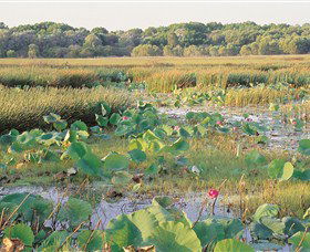 Fogg Dam Conservation Reserve - C Tourism 0