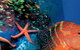 Indo Pacific Marine - thumb 0