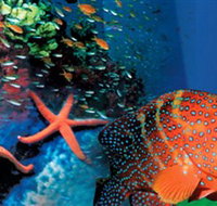 Indo Pacific Marine - C Tourism