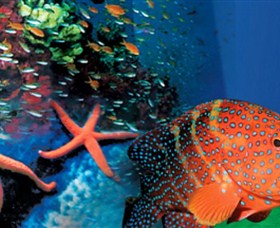 Indo Pacific Marine - C Tourism 0