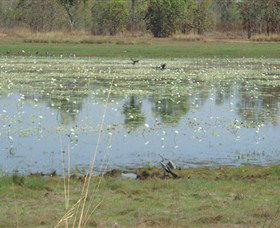 Leaning Tree Lagoon Nature Park - C Tourism 0