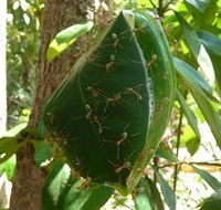 Greenant Creek Walk - C Tourism