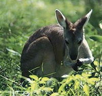 Tjaetaba Falls - C Tourism