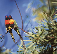 Wangi Falls Walk - C Tourism