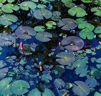 Pine Creek Water Gardens - C Tourism
