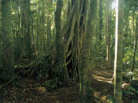 Lamington National Park, Binna Burra Section - C Tourism 0