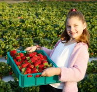 Strawberry Fields - C Tourism
