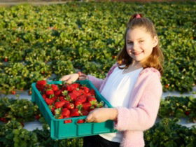 Strawberry Fields - C Tourism 0