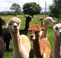 Banyandah Alpacas - C Tourism