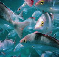 Wolf Rock Dive Site - C Tourism