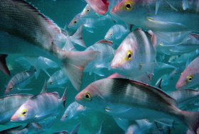 Wolf Rock Dive Site - C Tourism 0