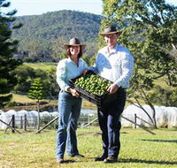 Hinterland Feijoas - C Tourism
