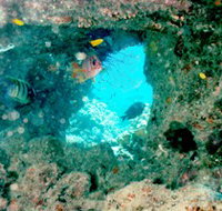 Michaelmas Cay Dive Site - C Tourism