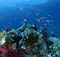 Southern Small Detached Reef Dive Site - C Tourism