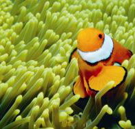 Thetford Reef Dive Site - C Tourism