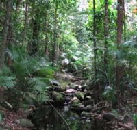 Mossman Gorge Rainforest Circuit Track Daintree National Park - C Tourism