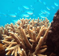 Normanby Reef - C Tourism